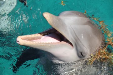 Bottlenose Dolphin